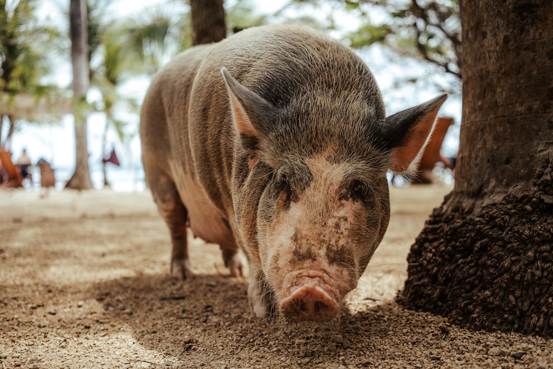 Pig Beach