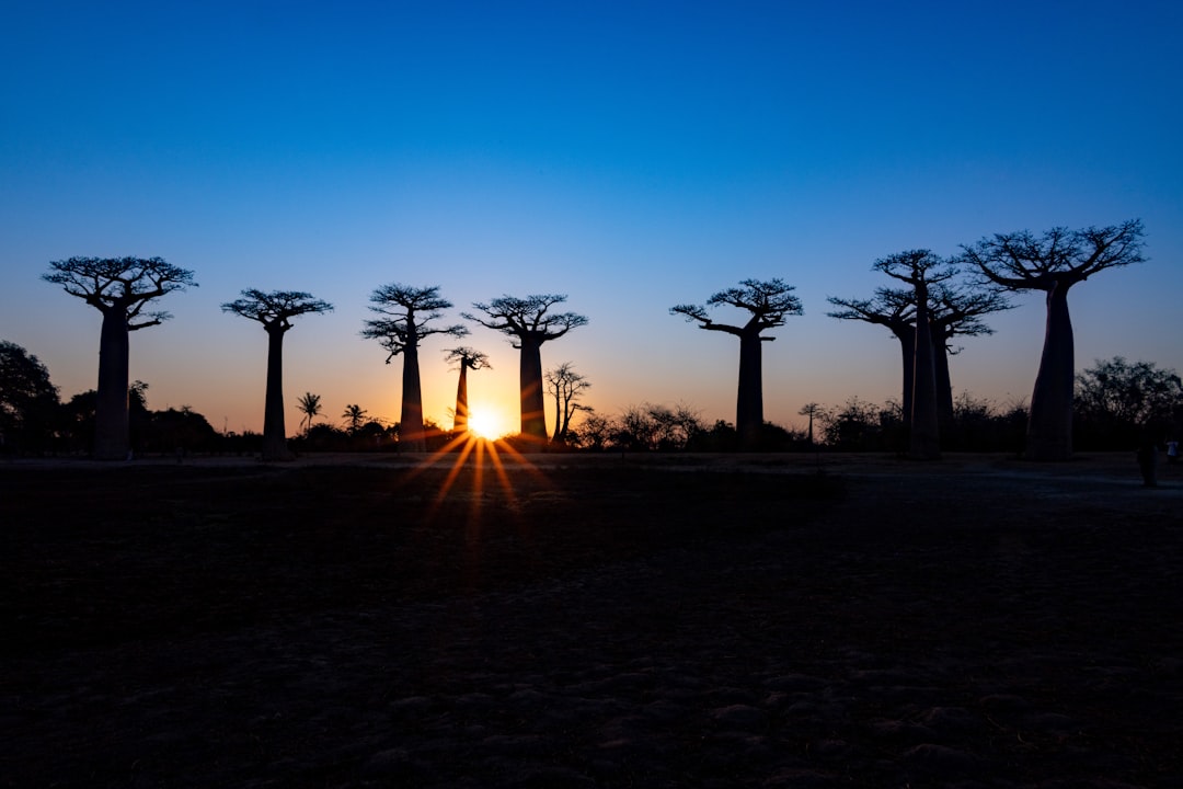Sunset at the Avenue of the Baobabs