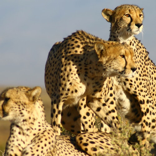 Excursiones de un día a safaris desde Ciudad del Cabo