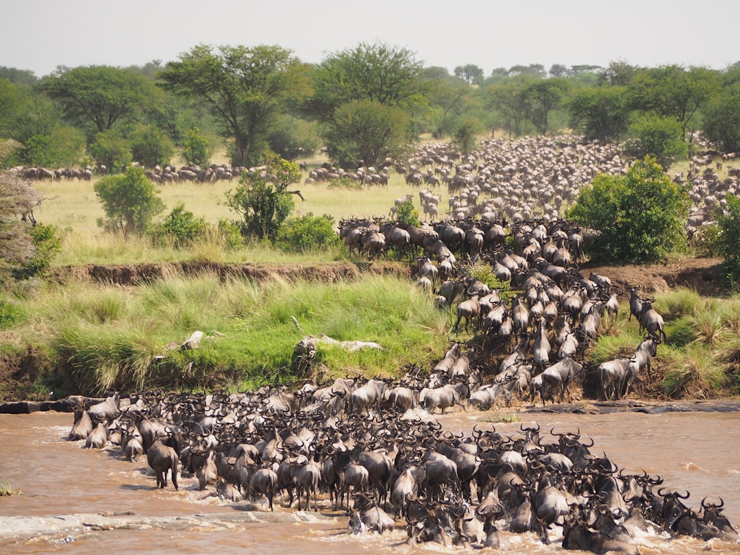 Grande Migração do Serengeti-Mara