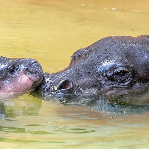 Zoo Miami