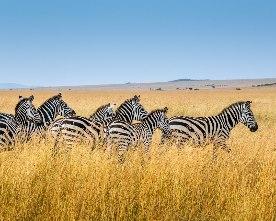Maasai Mara Photo Safari