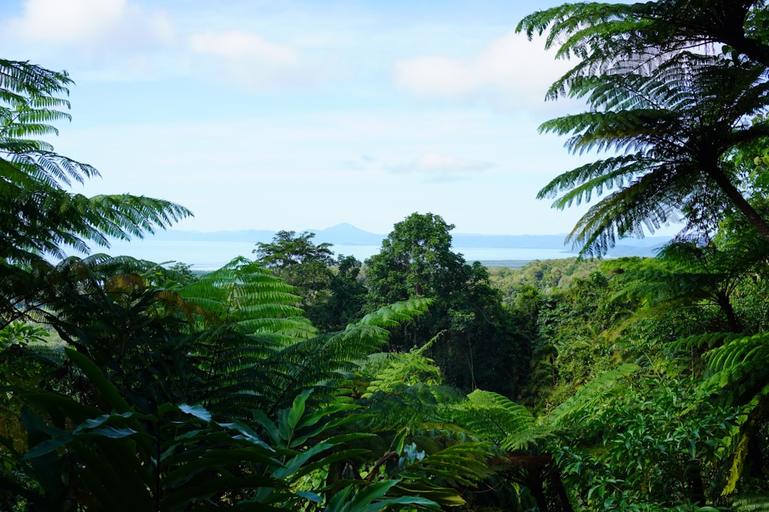Daintree Rainforest