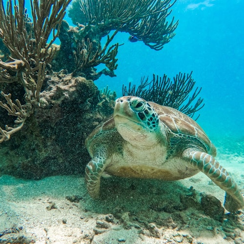 Schnorcheln in Tulum