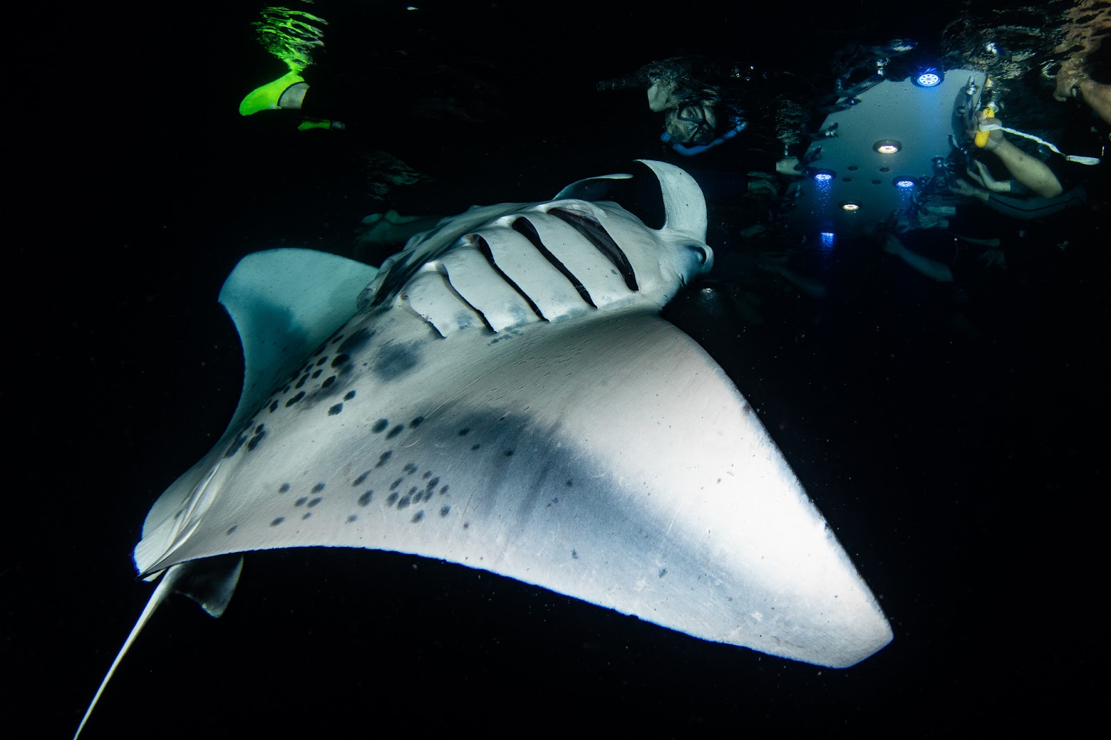 Snorkel nocturno con rayas manta en Kailua-Kona