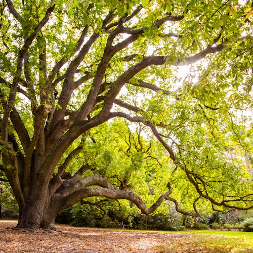 Royal Botanic Gardens Victoria - Melbourne Gardens