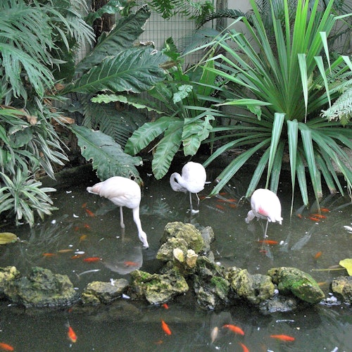 Parc Phœnix