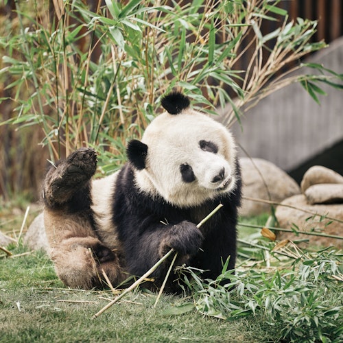 Zoo de Copenhague