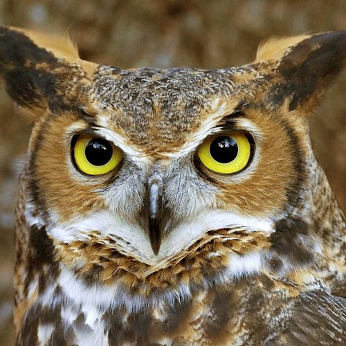 World of Birds Wildlife Sanctuary y Monkey Park
