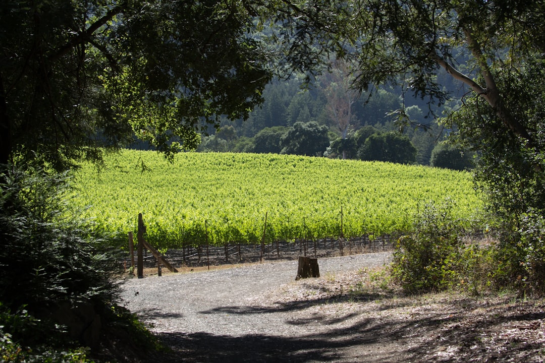 Vale de Sonoma