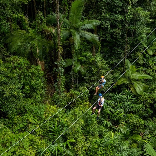 Cape Tribulation Treetop Adventure