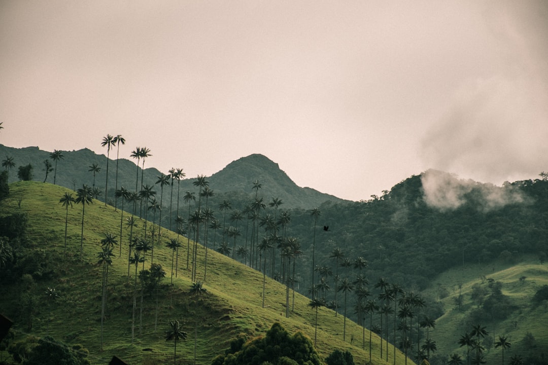 Valle de Cocora