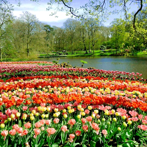 Keukenhof Garden