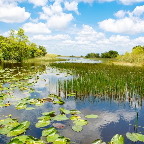 Parque Nacional de los Everglades