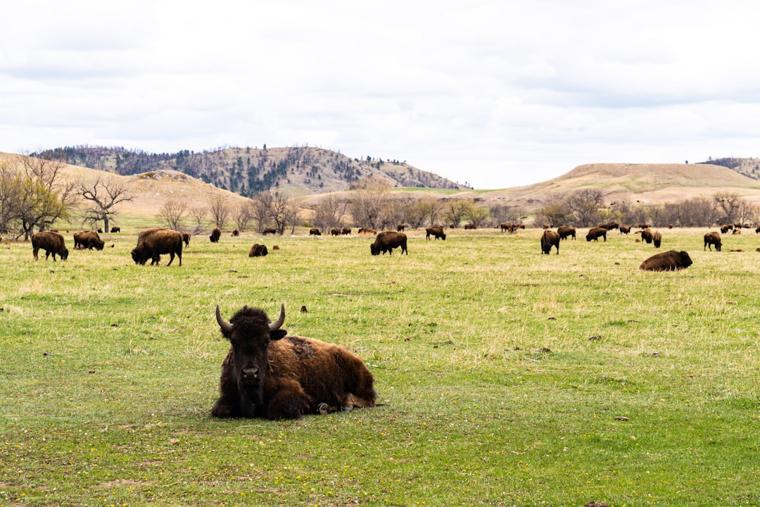 Wildlife Loop del Custer State Park
