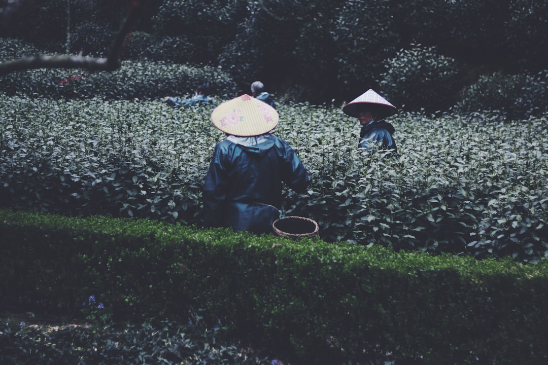 Plantaciones de té de Longjing