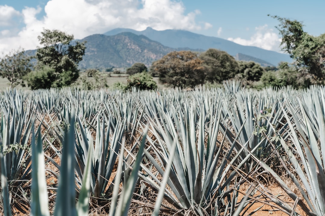 Tequila Route
