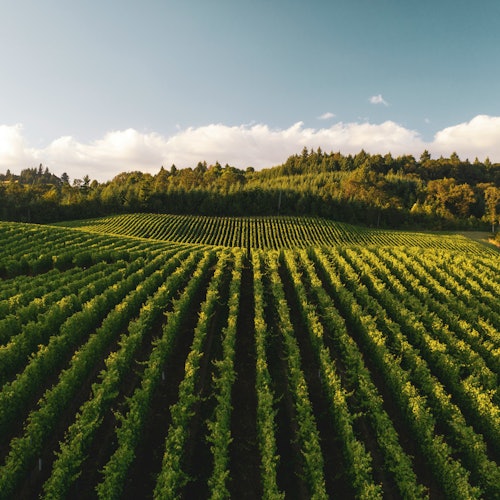 Recorrido por las Bodegas del Valle de Napa