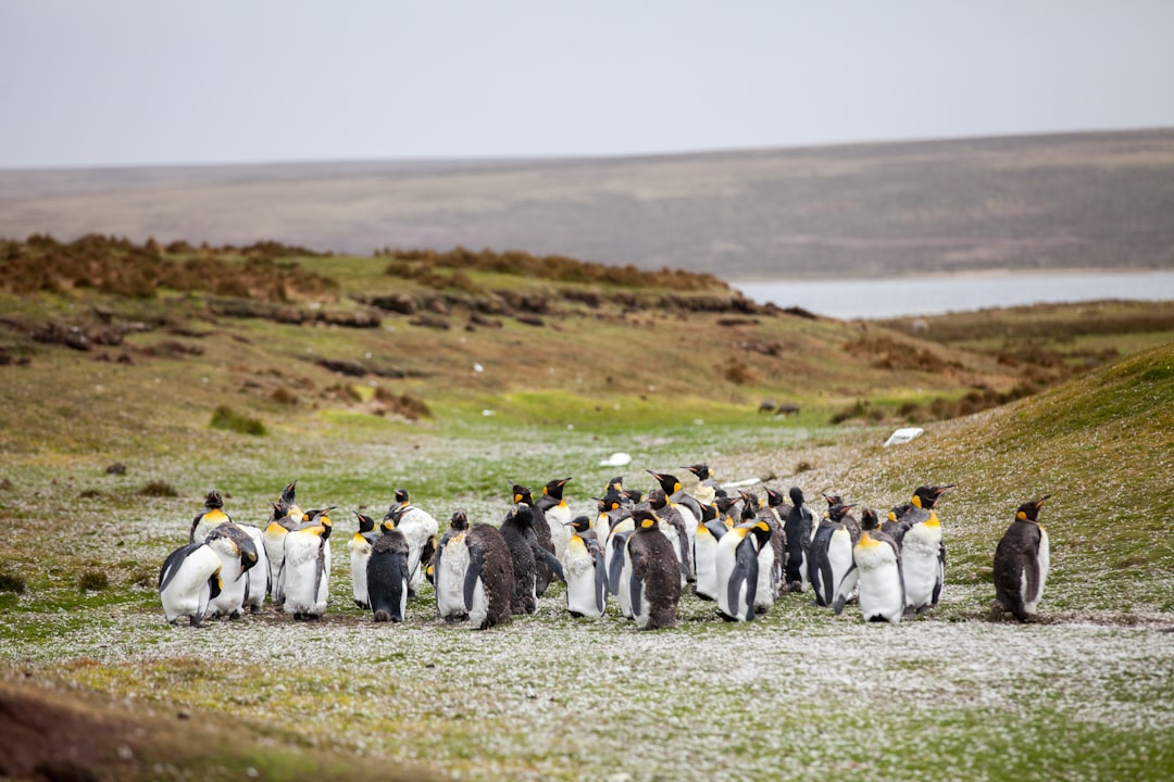 Colônia de Pinguins da Ilha Magdalena