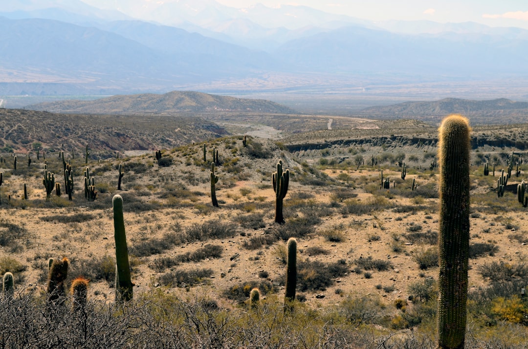 Parque Nacional Los Cardones