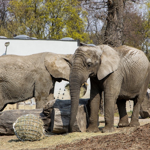 Parque zoológico de Varsovia