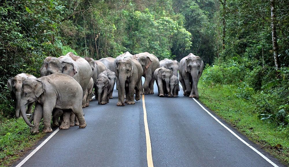Khao Yai