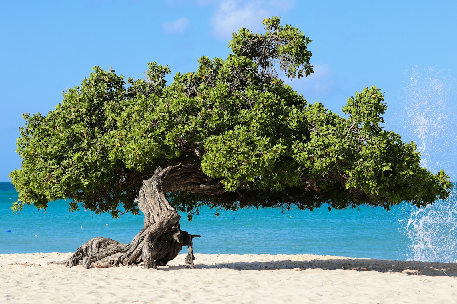 Aruba