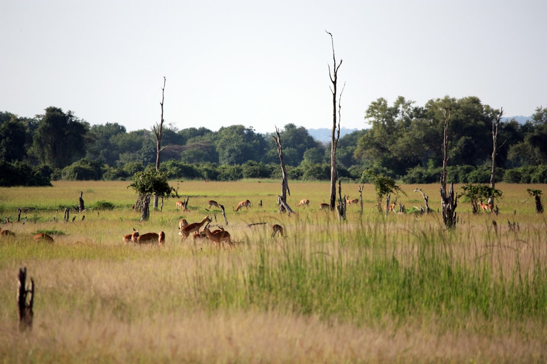 Zambia